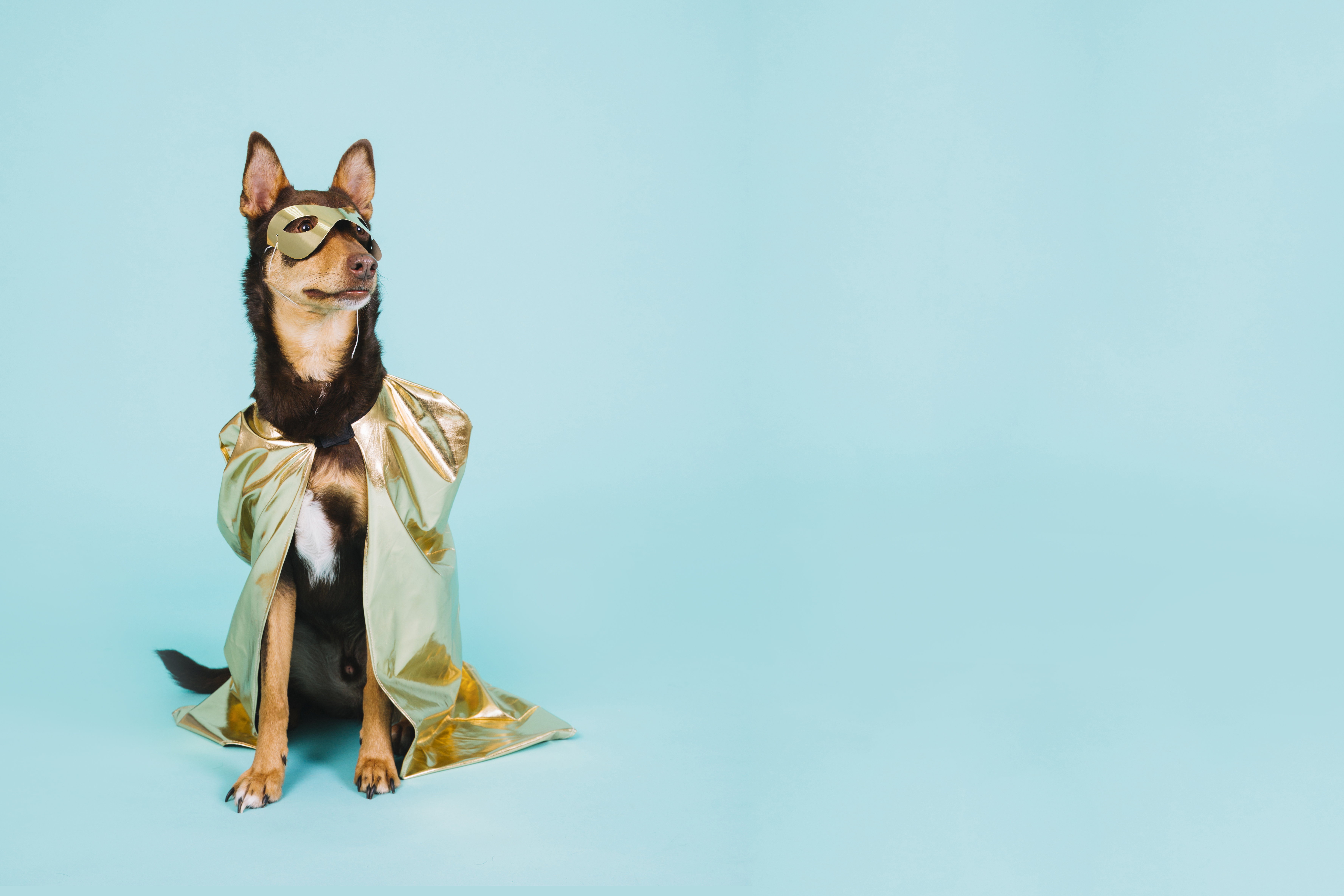 Host a Pet - Rucno pravljena oprema