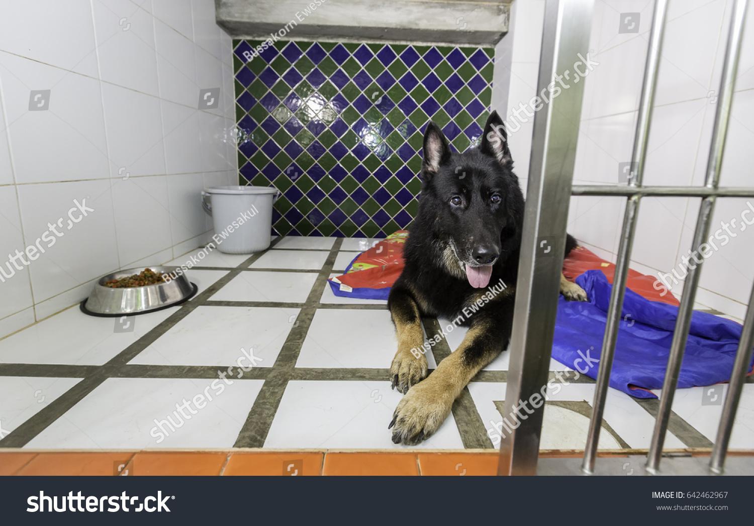 Host a Pet - Naslovna fotografija galerije oglasa